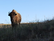 Theodore Roosevelt National Park