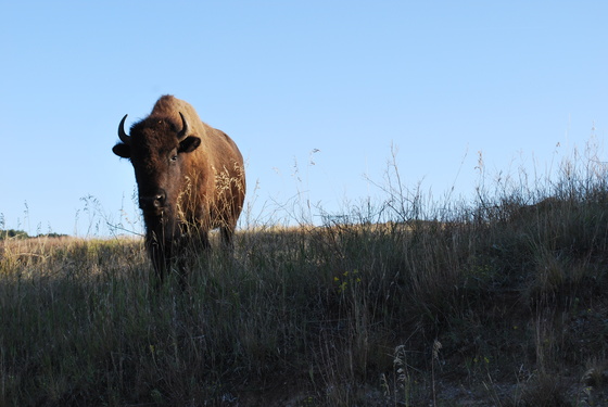 Theodore Roosevelt National Park