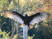 Turkey vulture