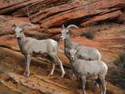 Zion National Park