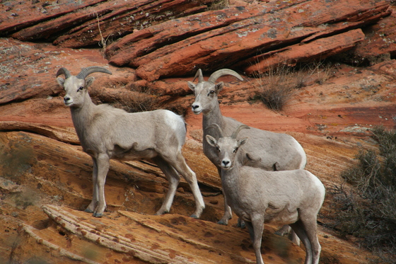 Zion National Park