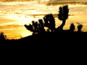 Mojave National Reserve