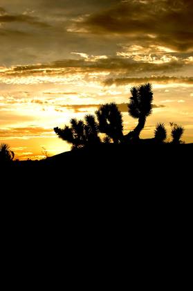 Mojave National Reserve