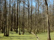 Dungannon Plantation Heritage Preserve