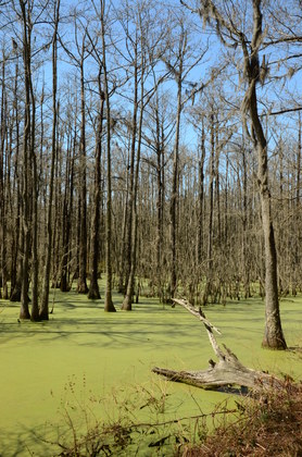 Dungannon Plantation Heritage Preserve
