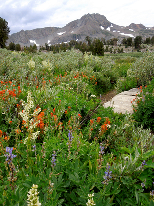 Eldorado National Forest/Winnemucca Lake