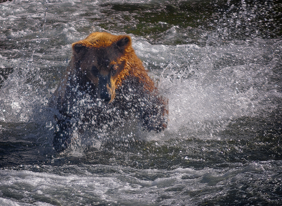 Katmai National Park, Alaska