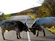 Wichita Mountains Wildlife Refuge