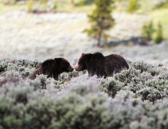 Yellowstone National Park