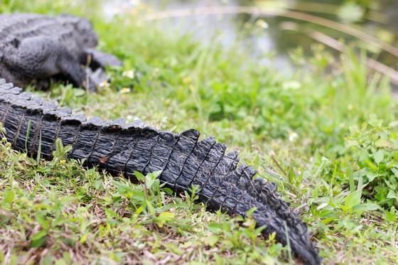 Everglades National Park