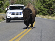 YellowStone