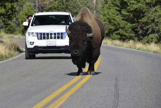 YellowStone