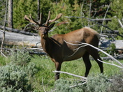Yellowstone National Park