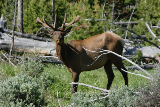 Yellowstone National Park