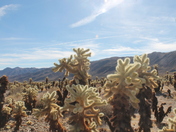 Joshua Tree 