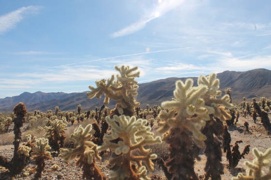 Joshua Tree 