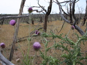 Mesa Verde National Park