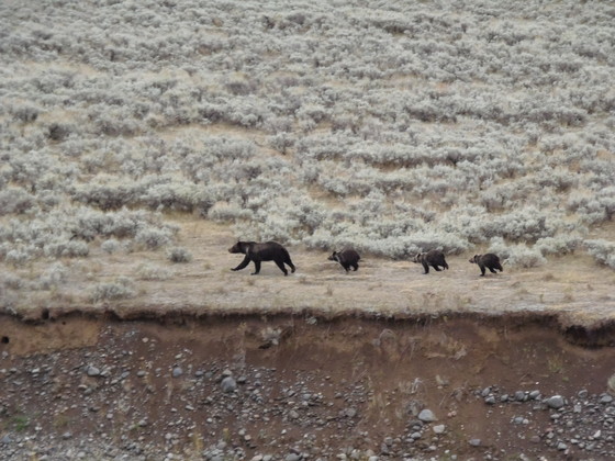 Yellowstone National Park