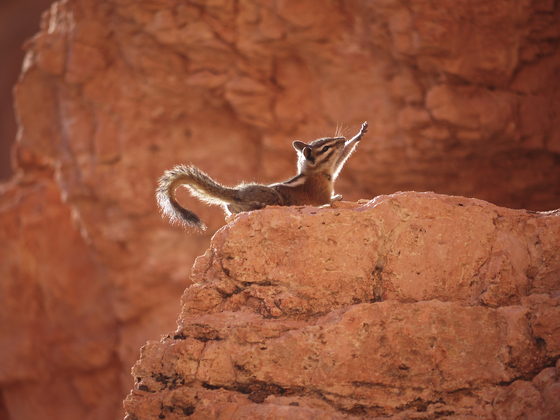 Bryce National Park