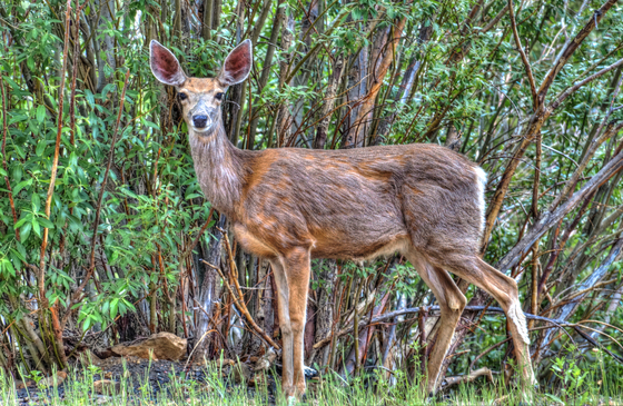 Mount Evans Recreation Area