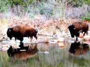 Wichita Mountains Wildlife Refuge