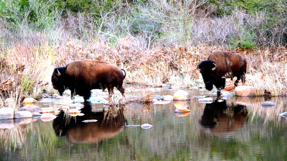 Wichita Mountains Wildlife Refuge