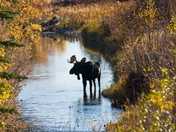 Grand Tetons