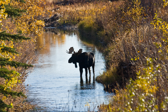 Grand Tetons