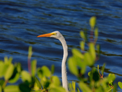 Ding Darling Wildlife Refuge