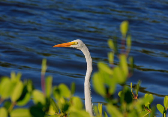 Ding Darling Wildlife Refuge