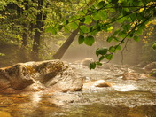 White Mt National Forest