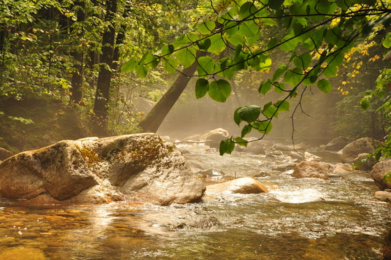 White Mt National Forest
