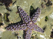 Cabrillo National Monument Tidepools