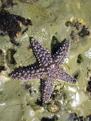 Cabrillo National Monument Tidepools