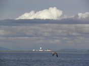 Dungeness NWR
