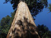 Kings Canyon National Park