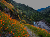 Sierra National Forest