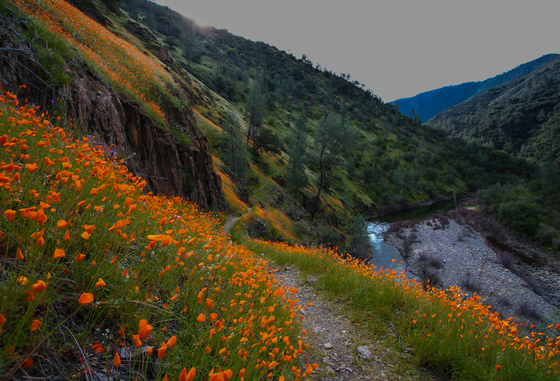 Sierra National Forest