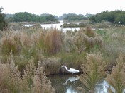 Assateague Island National Seashore