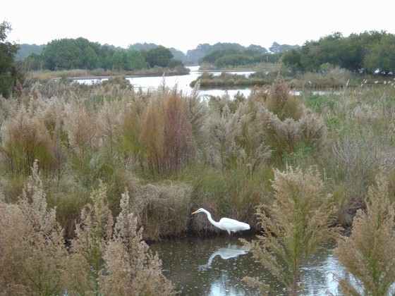 Assateague Island National Seashore