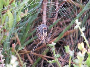 Tiger Stripped Web Caster