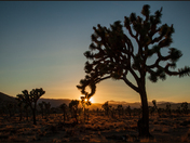 Joshua Tree National Park