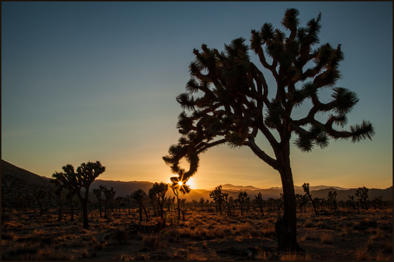 Joshua Tree National Park