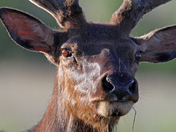 wichita mountains wildlife refuge