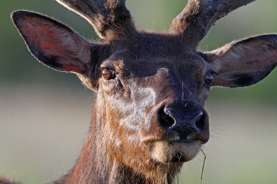 wichita mountains wildlife refuge