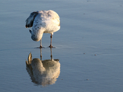 Canaveral National Seashore