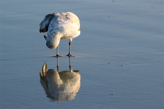 Canaveral National Seashore