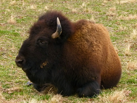 Elk and Bison Prairie, Land Between The Lakes