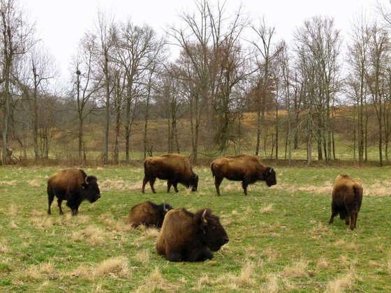 Elk & Bison Prairie, Land Between The Lakes