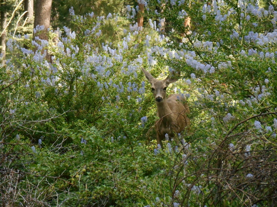 Sequoia & King's Canyon